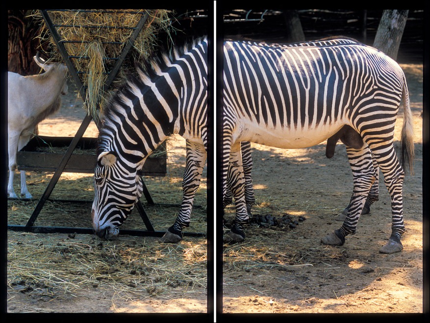 zoo3