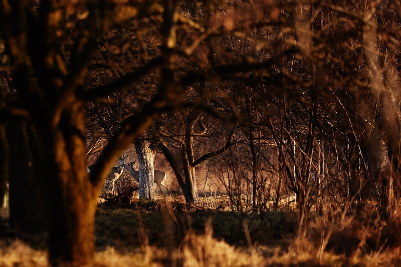 fotograf_rzeszow_02