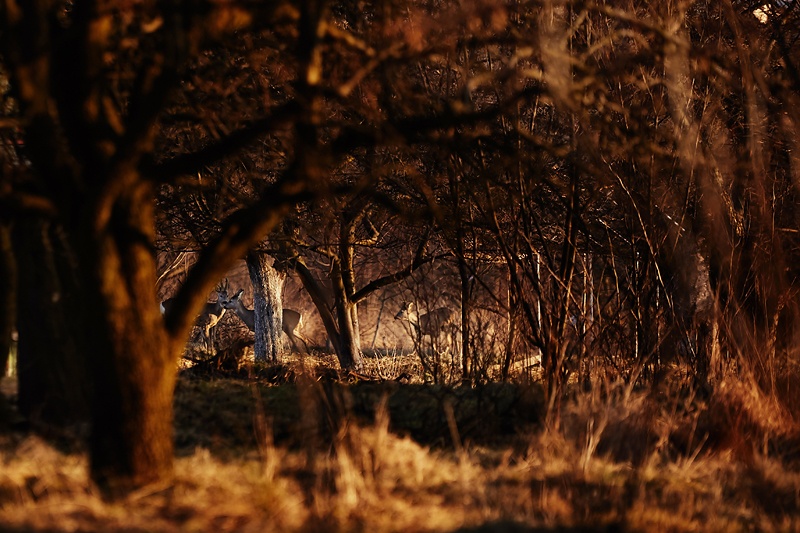 fotograf_rzeszow_03