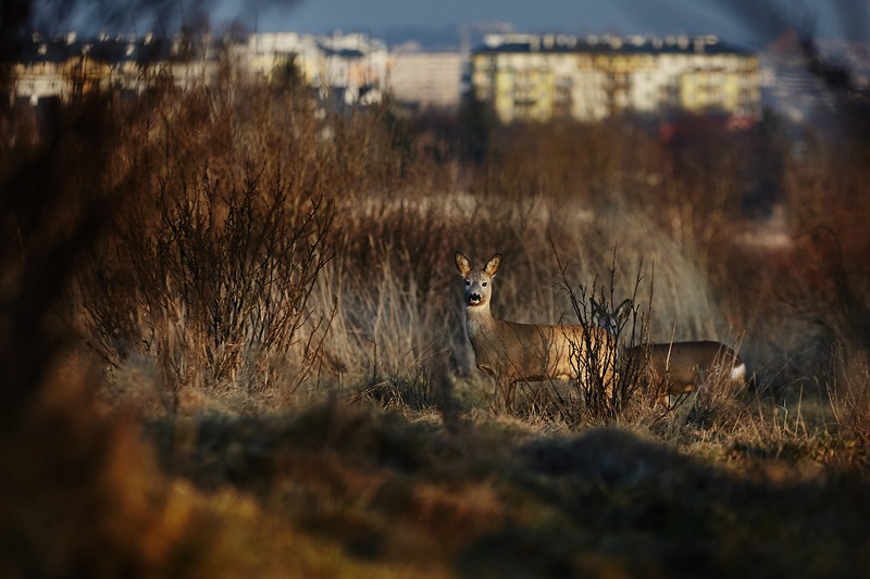 fotograf_rzeszow_04