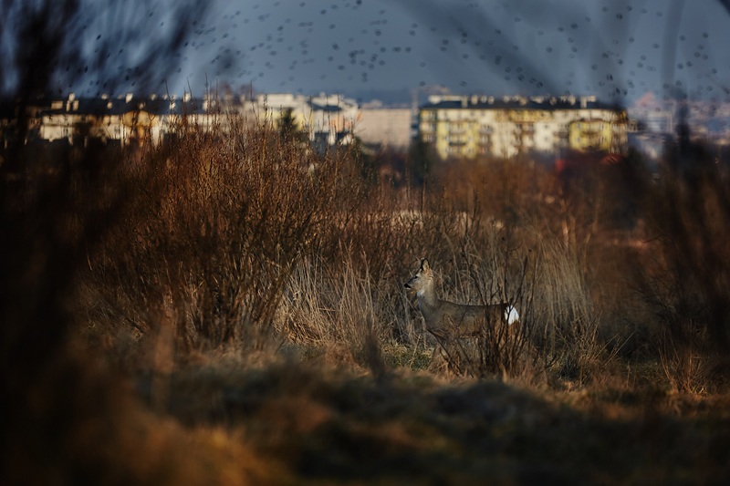 fotograf_rzeszow_05