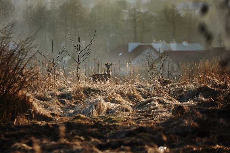 fotograf_rzeszow_09